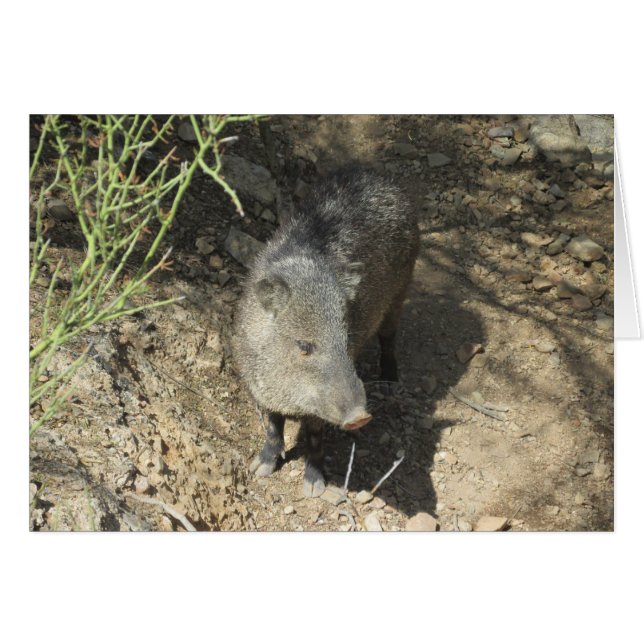 Javelina (Anverso (Horizontal))