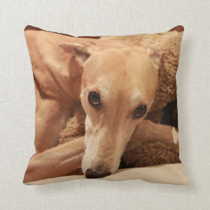 Jax en su almohada