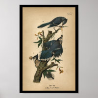 Jay azul de impresión para aves de 1890