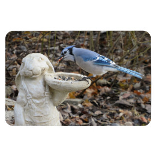 Jay azul en el imán de alimentador de aves en cone