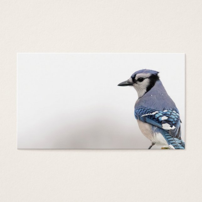 Jay azul en invierno (Frente)