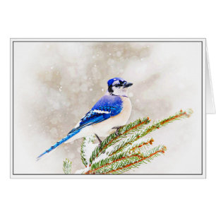 Jay azul en invierno