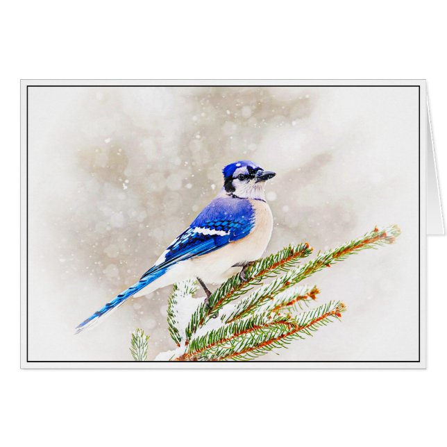 Jay azul en invierno (Anverso (Horizontal))