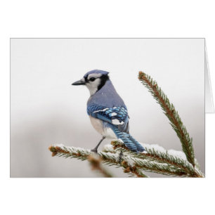 Jay azul en invierno