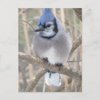 Jay azul en la tarjeta postal del lago Elliot