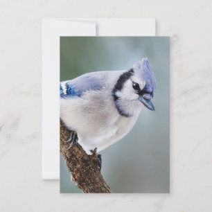 Jay azul en una tarjeta de notas en blanco