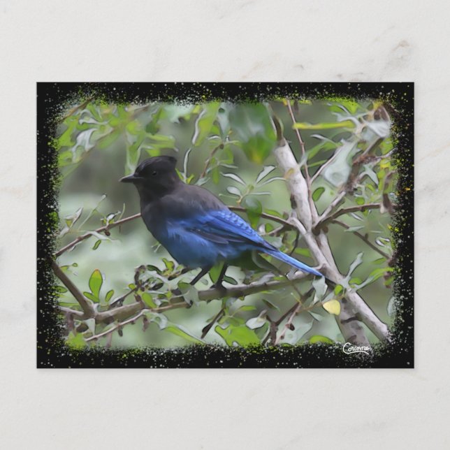 Jay azul - Postal (Anverso)