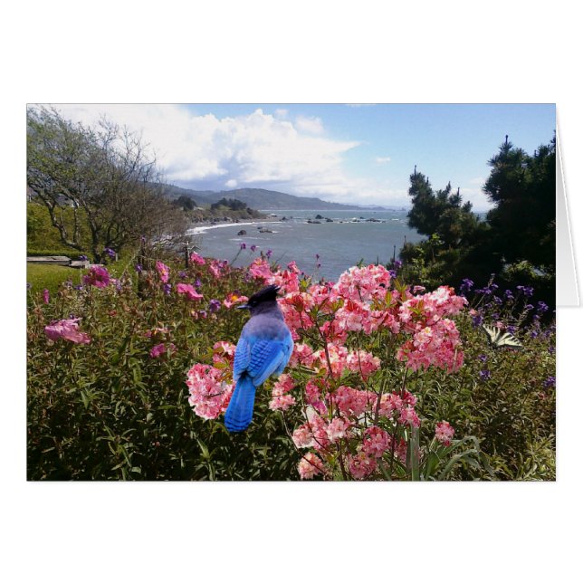 Jay costero (Anverso (Horizontal))