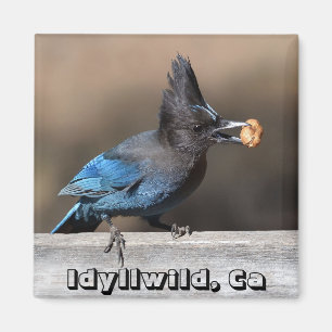 Jay de Steller con imán de cacahuete Idyllwild, Ca