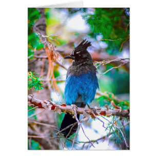 Jay de Steller - Fotografía original