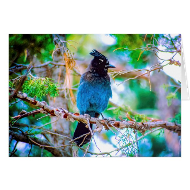 Jay de Steller - Fotografía original (Anverso (Horizontal))