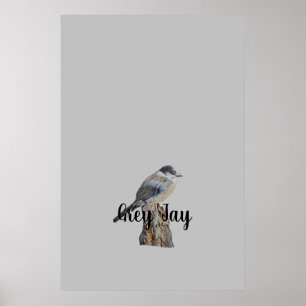 Jay gris de arte original o viga de Whiskey Jack