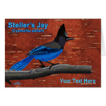 Jay On Inner Birch Bark de Steller