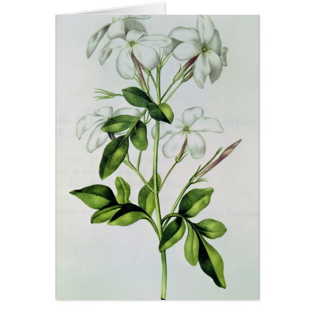 Jazmín, de 'La Guirlande de Julie' (Frente)