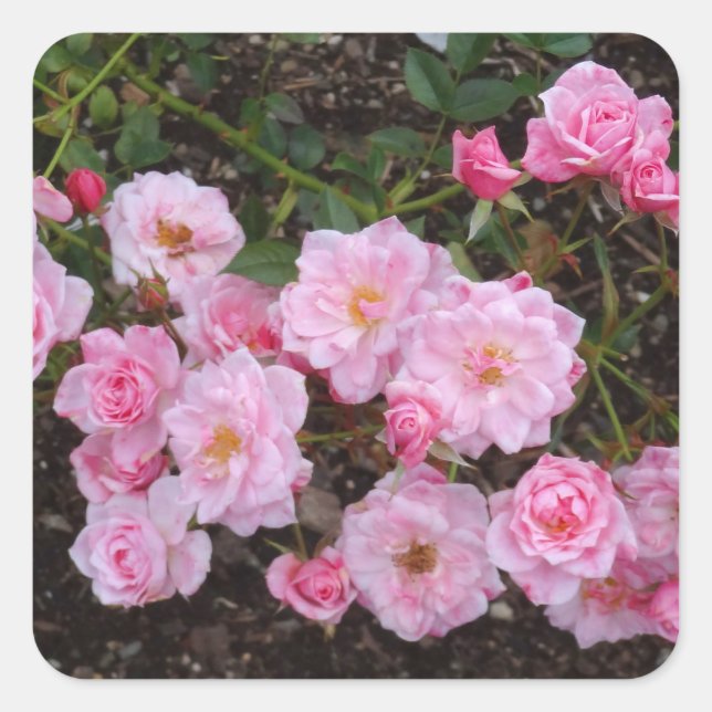 Jeanne LaJoie Rosa #1 Pegatinas (Anverso)