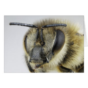 Jefe de abeja de miel