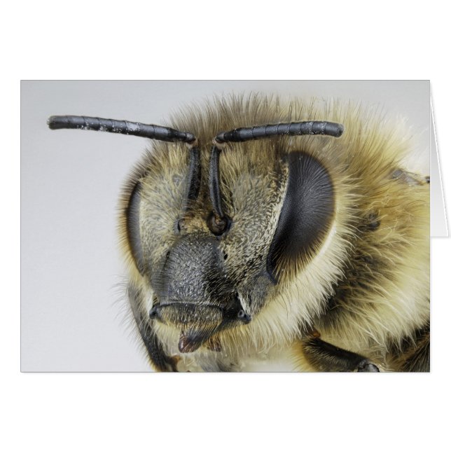 Jefe de abeja de miel (Anverso (Horizontal))