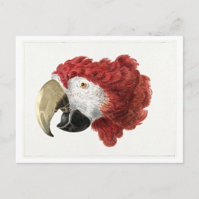 Jefe de una postal de cosecha de Ilustracion de Ma (Anverso)