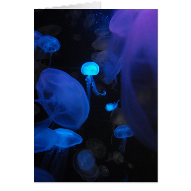 Jellies (Frente)