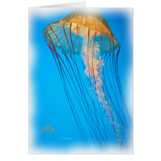 jelly_2643_Paint (Frente)