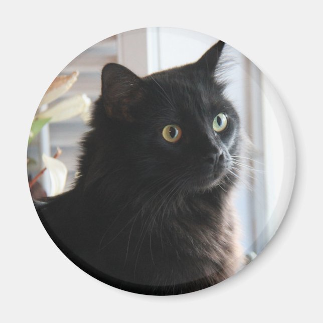 Jelly Bean, el gato negro de regaliz, imán (Frente)
