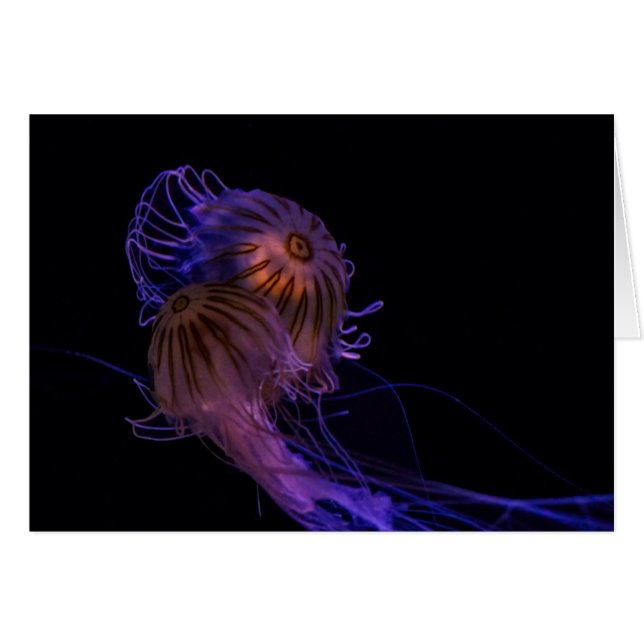 Jellyfish Dance Partners (Anverso (Horizontal))