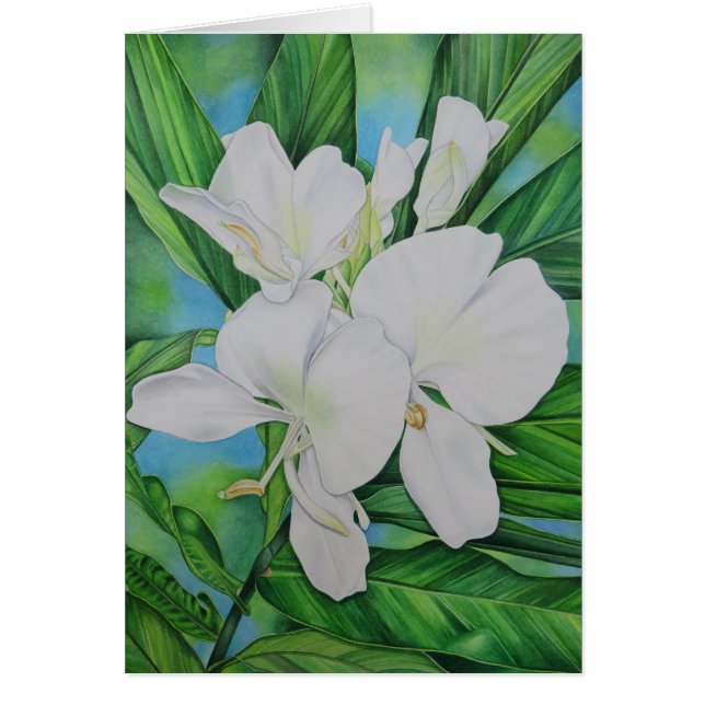 Jengibre blanco hawaiano (Frente)