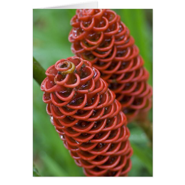 Jengibre Colmena, Zingiber spectabile), (Frente)