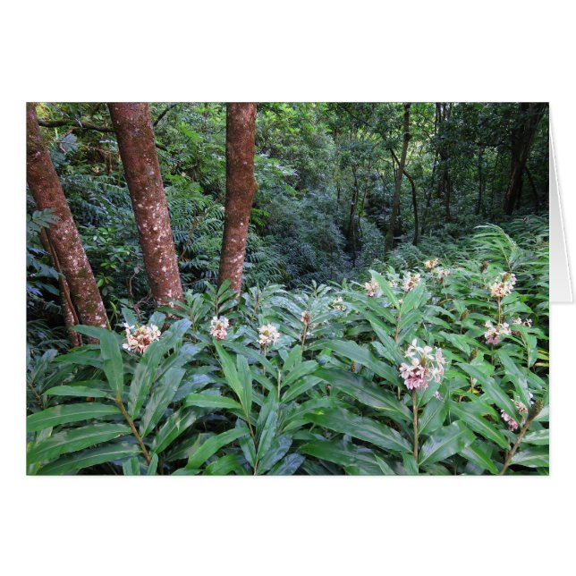 Jengibre hawaiano (Anverso (Horizontal))