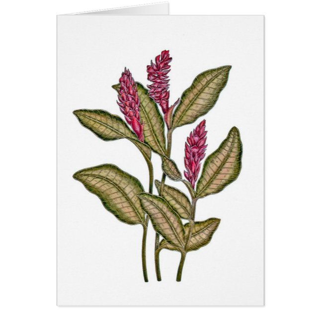 Jengibre rojo (Frente)