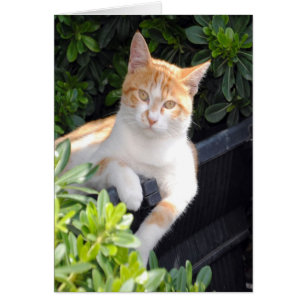 Jengibre y gato blanco