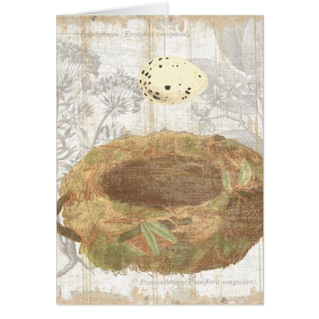 Jerarquía con el huevo manchado (Frente)