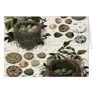 Jerarquías y huevos franceses del pájaro del