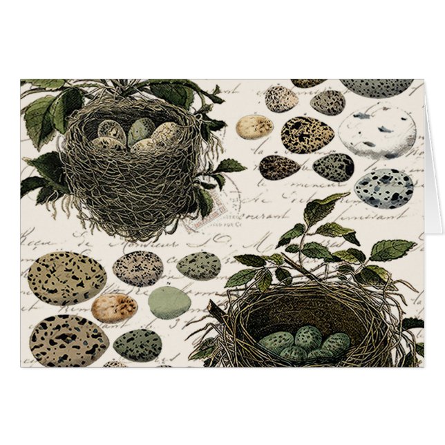 Jerarquías y huevos franceses del pájaro del (Anverso (Horizontal))