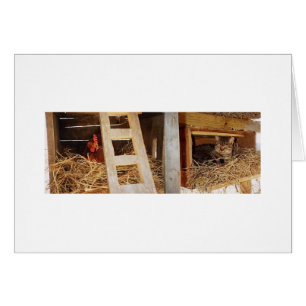 Jerarquización de la gallina y del gato