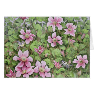 Jerarquización en Clematis