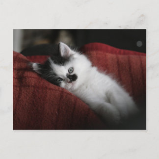 Jessy Jane - postal
