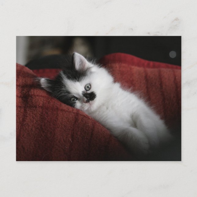 Jessy Jane - postal (Anverso)