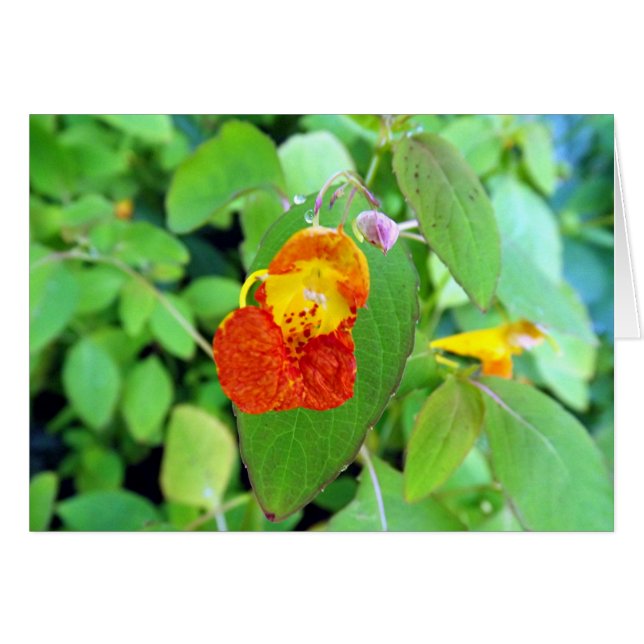 Jewel (Anverso (Horizontal))