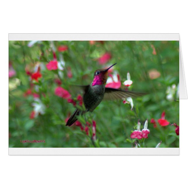 Jewel de Anna (Anverso (Horizontal))