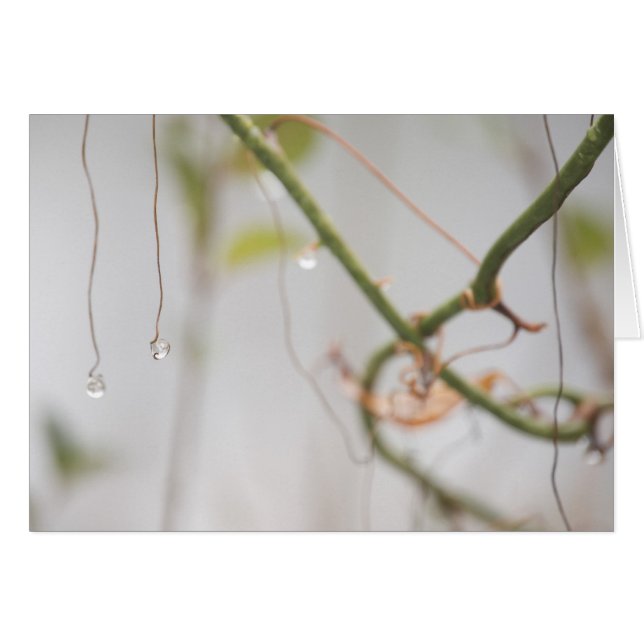 Jeweld (Anverso (Horizontal))
