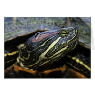 Jicotea de oreja roja, Trachemys scripta elegans, 