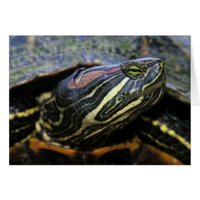 Jicotea de oreja roja, Trachemys scripta elegans,  (Anverso (Horizontal))