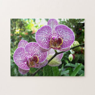 Jigsaw Puzzle Purple Ftemple Orchids