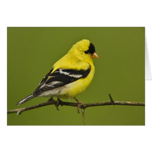 Jilguero americano macho en plumaje de reproducció