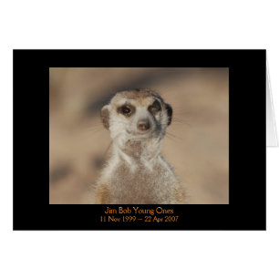 Jim Bob - tarjeta de las leyendas