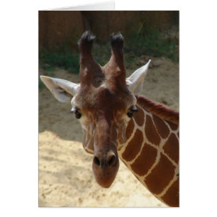 Jirafa