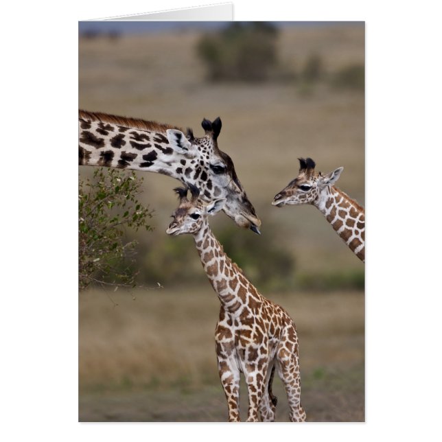 Jirafa Masái (Giraffa tippelskirchi) (Frente)