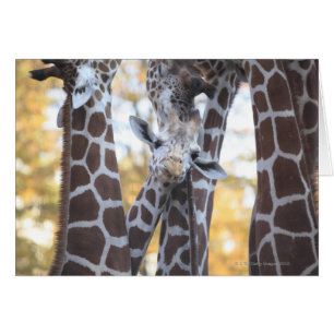 jirafas en el zoológico de Tama, zoológico de Tama