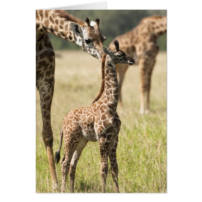 jirafas Masai, Giraffa camelopardalis 2 (Frente)